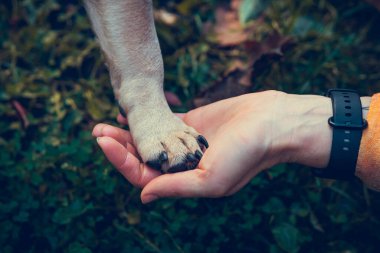 Kadın el ele tutuşan köpek pençesi, yaklaşın. Fransız bulldog köpeği yavrusu ve sahibi. Arkadaşlık kavramı