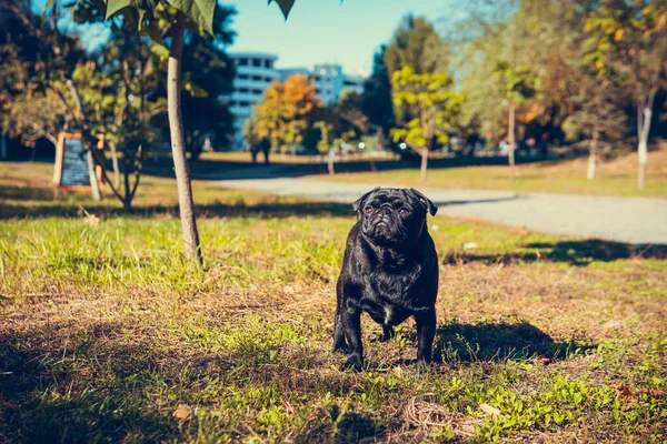 Retrato Perrito Lindo Aire Libre Mascota Sana Activa — Foto de Stock