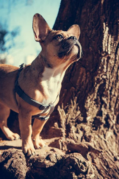 Portrait Der Süßen Französischen Bulldogge Welpe Freien Gesunde Und Aktive — Stockfoto