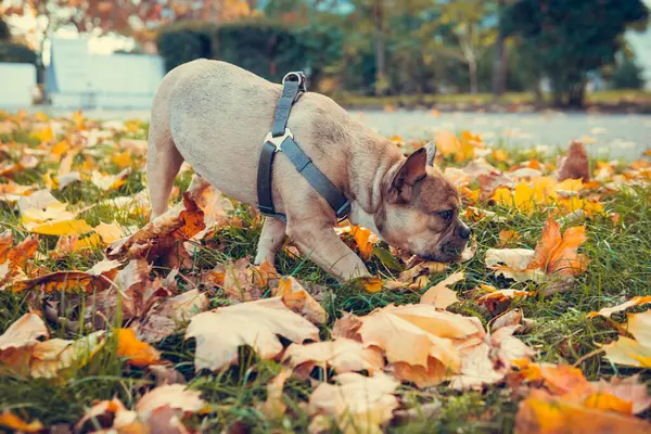 Retrato Lindo Bulldog Francés Cachorro Aire Libre Mascota Sana Activa — Foto de Stock