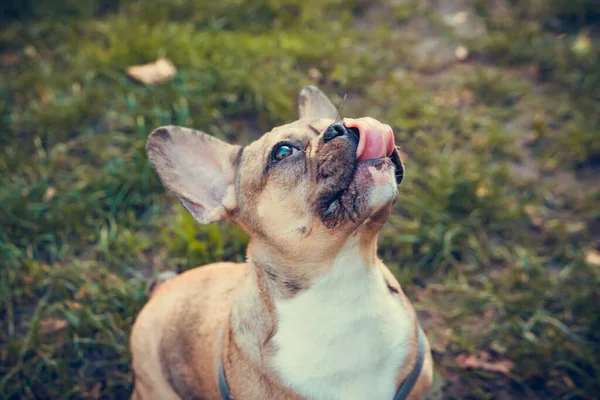 Retrato Lindo Bulldog Francés Cachorro Aire Libre Mascota Sana Activa — Foto de Stock