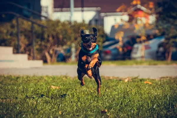 Netter Mini Pinscher Hund Läuft Und Springt Gras Gesunde Und — Stockfoto