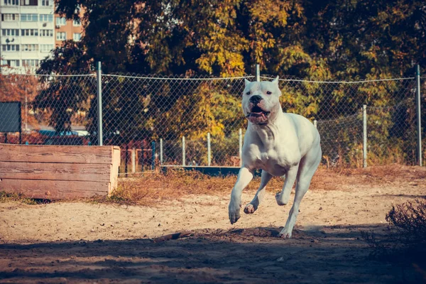 Schöne Weiße Staff Terrier Spielen Auf Dem Hundeübungsplatz Gefährliche Hunderasse — Stockfoto