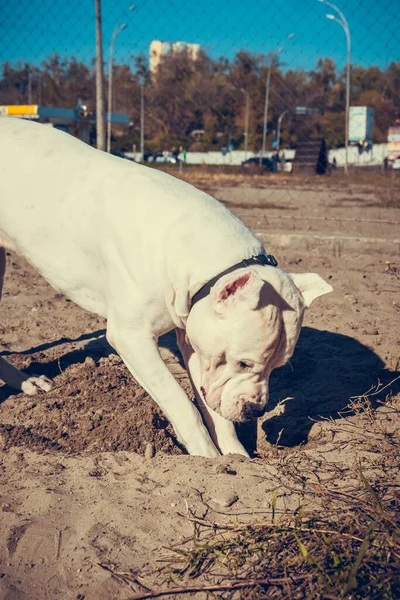 Schöne Weiße Staff Terrier Spielen Auf Dem Hundeübungsplatz Gefährliche Hunderasse — Stockfoto