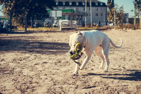 Hermoso Blanco Staff Terrier Jugar Campo Entrenamiento Perros Peligrosa Raza — Foto de Stock