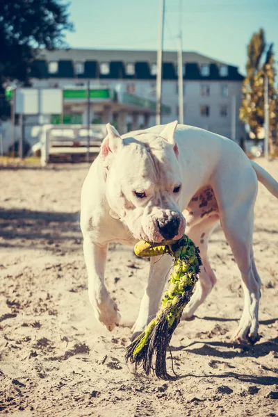 Schöne Weiße Staff Terrier Spielen Auf Dem Hundeübungsplatz Gefährliche Hunderasse — Stockfoto