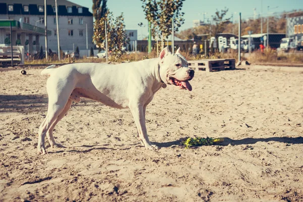 Schöne Weiße Staff Terrier Spielen Auf Dem Hundeübungsplatz Gefährliche Hunderasse — Stockfoto