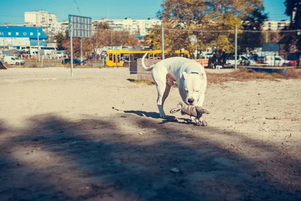 Hermoso Blanco Staff Terrier Jugar Campo Entrenamiento Perros Peligrosa Raza — Foto de Stock