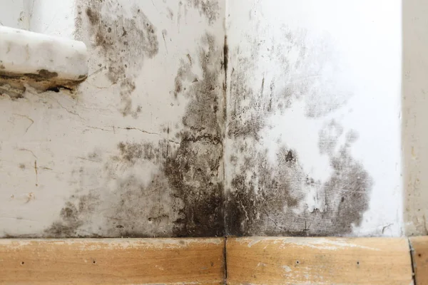 Damp buildings damaged by black mold and fungus, dampness or water. infiltration, insulation and mold problems in the wall of the house