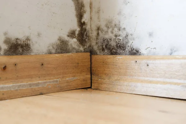 Damp Gebouwen Beschadigd Door Zwarte Schimmel Schimmel Vochtigheid Water Infiltratie Rechtenvrije Stockfoto's