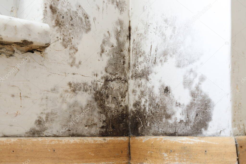 Damp buildings damaged by black mold and fungus, dampness or water. infiltration, insulation and mold problems in the wall of the house