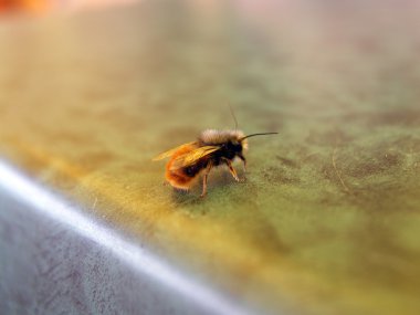 masada oturan bumblebee