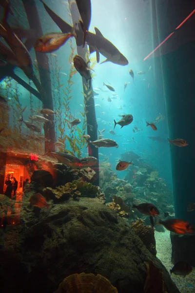 Dubai-Aquarium — Stockfoto