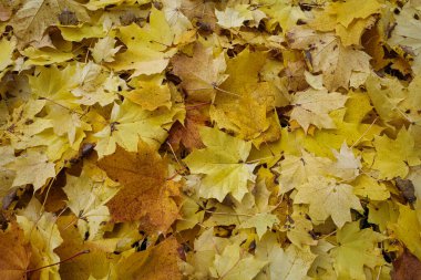 Sarı sonbahar akçaağaç yaprakları arkaplan