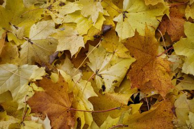 Sarı sonbahar akçaağaç yaprakları arkaplan