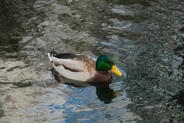 Mallard Duck Nada Lagoa Pato Selvagem Fauna Selvagem — Fotografia de Stock