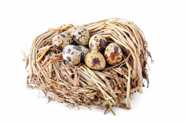 bıldırcın yumurtası