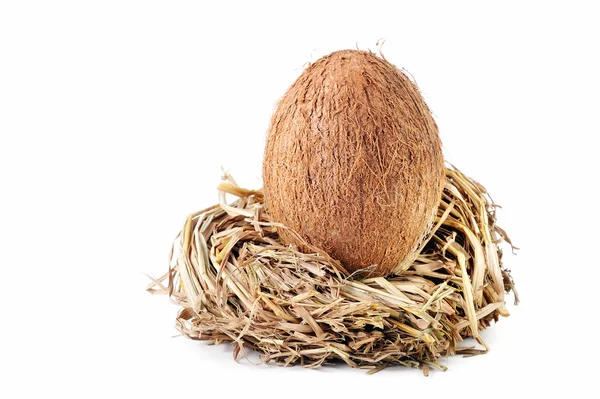 Coconut — Stock Photo, Image