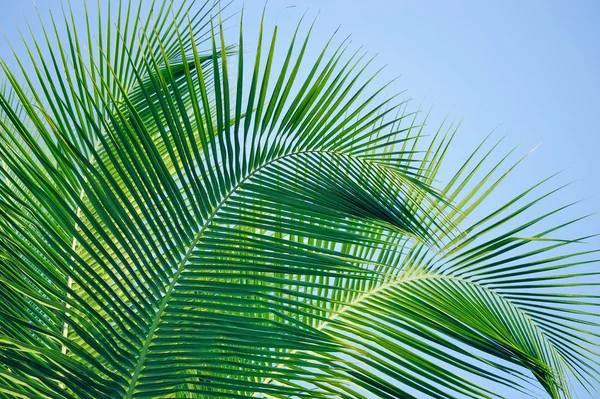 Palmera tropical —  Fotos de Stock