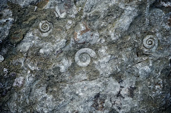 Fossilizado — Fotografia de Stock