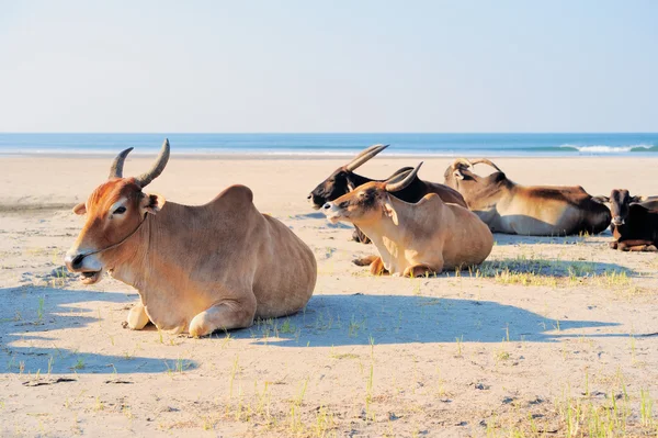 Asian Cows — Stock Photo, Image