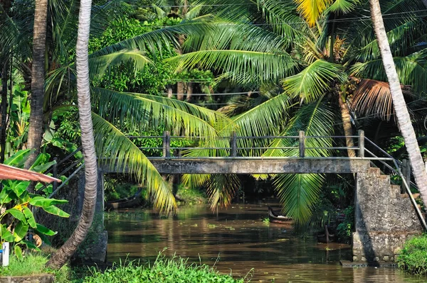Мост в джунглях — стоковое фото
