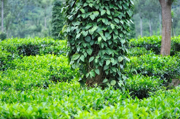 Bushes of Black Pepper — Stock Photo, Image