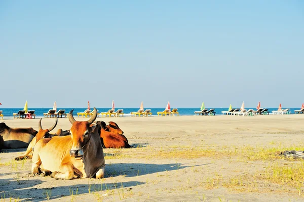 Relaxe na praia Goa — Fotografia de Stock