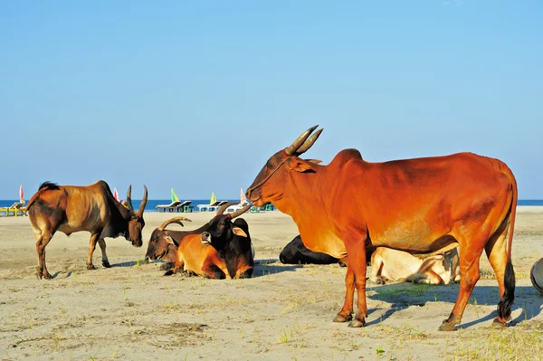 Cows resting — Stock Photo, Image