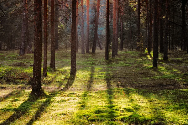 Pine forest — Stock Photo, Image