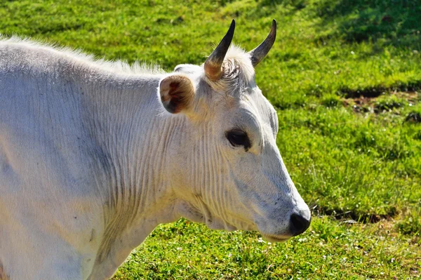 White Cow — Stock Photo, Image