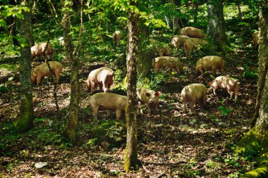pastured domuz eti