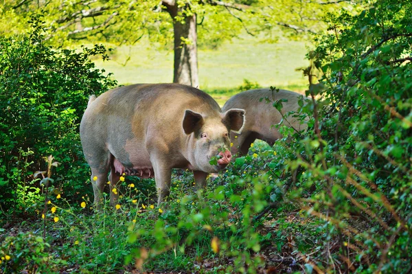 Pig in the thicket — Stock Photo, Image