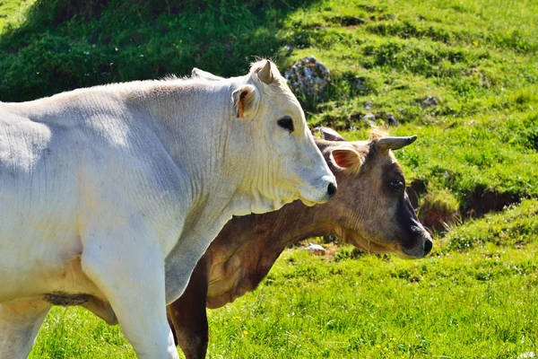 Zwei Kühe — Stockfoto