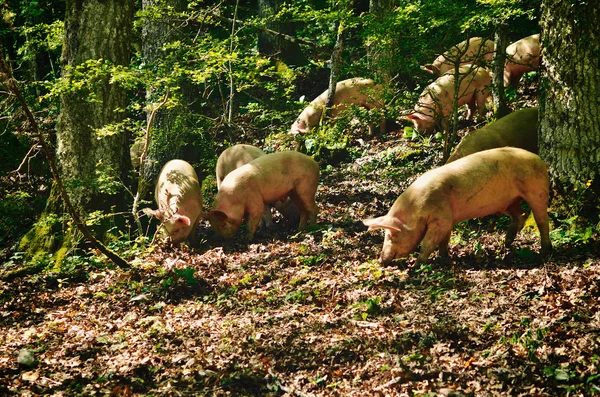 Italian Pigs — Stock Photo, Image
