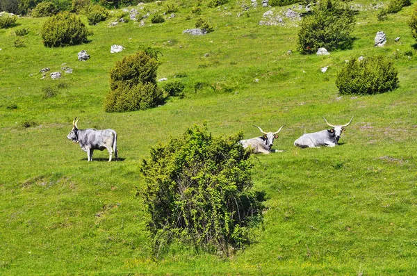 Bullen — Stockfoto