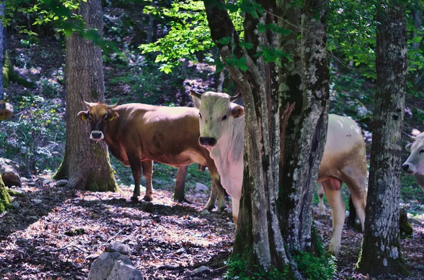 Grazing cows — Stock Photo, Image