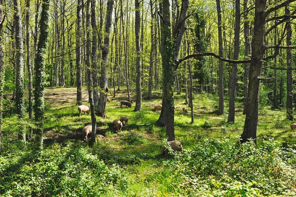 Herd pigs — Stock Photo, Image