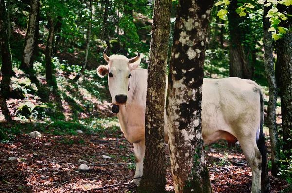 Mucca nella foresta — Foto Stock