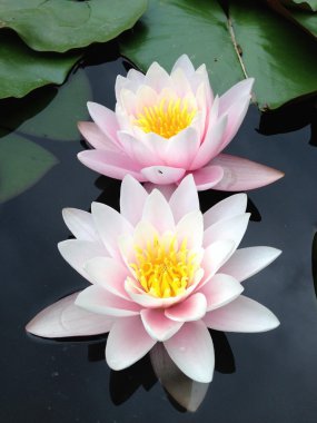 Nilüferler gölette