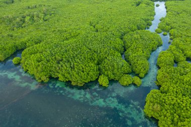 Anavilhanas takımadaları, Negro River, Amazonas, Brezilya 'daki Amazon ormanlarını sular altında bıraktı. Hava aracı görünümü