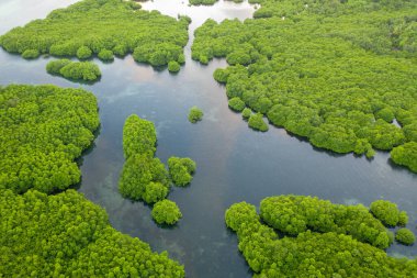 Anavilhanas takımadaları, Negro River, Amazonas, Brezilya 'daki Amazon ormanlarını sular altında bıraktı. Hava aracı görünümü