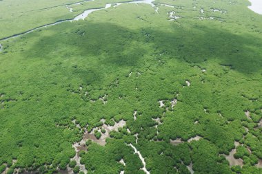 Negro Nehri'nde amazon yağmur ormanları sular altında, Amazonas, Brezilya