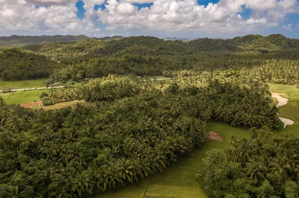 Пейзаж зеленого леса со многими кокосовыми пальмами на тропическом острове. — стоковое фото