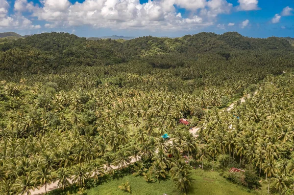 Tropikal Adada Bir Sürü Hindistan Cevizi Palmiyesi Olan Yeşil Orman — Stok fotoğraf