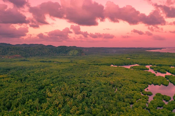 Forêt Amazonienne Inondée Dans Rivière Negro Coucher Soleil Amazonas Brésil — Photo