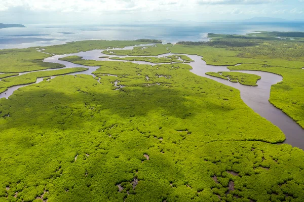 Negro Nehri'nde amazon yağmur ormanları sular altında, Amazonas, Brezilya