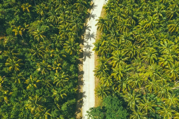 Siargao, Filipinler 'deki bir hindistan cevizi palmiyesi tarlasından geçen eğri bir yolu olan bir manzaranın üst görüntüsü..