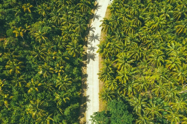 Верхня частина краєвиду з вигнутою дорогою через кокосову пальмову плантацію в Сіаргао (Філіппіни).. Ліцензійні Стокові Фото