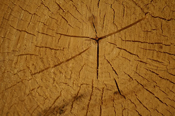 Wooden texture — Stock Photo, Image